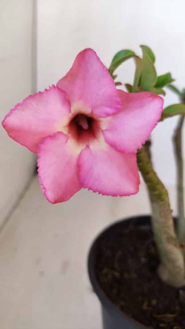 Planta Simples 3125 – 25cm – 02 anos - Imagem 1