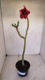 Planta Simples 3126 – 35cm – 02 anos - Imagem 2
