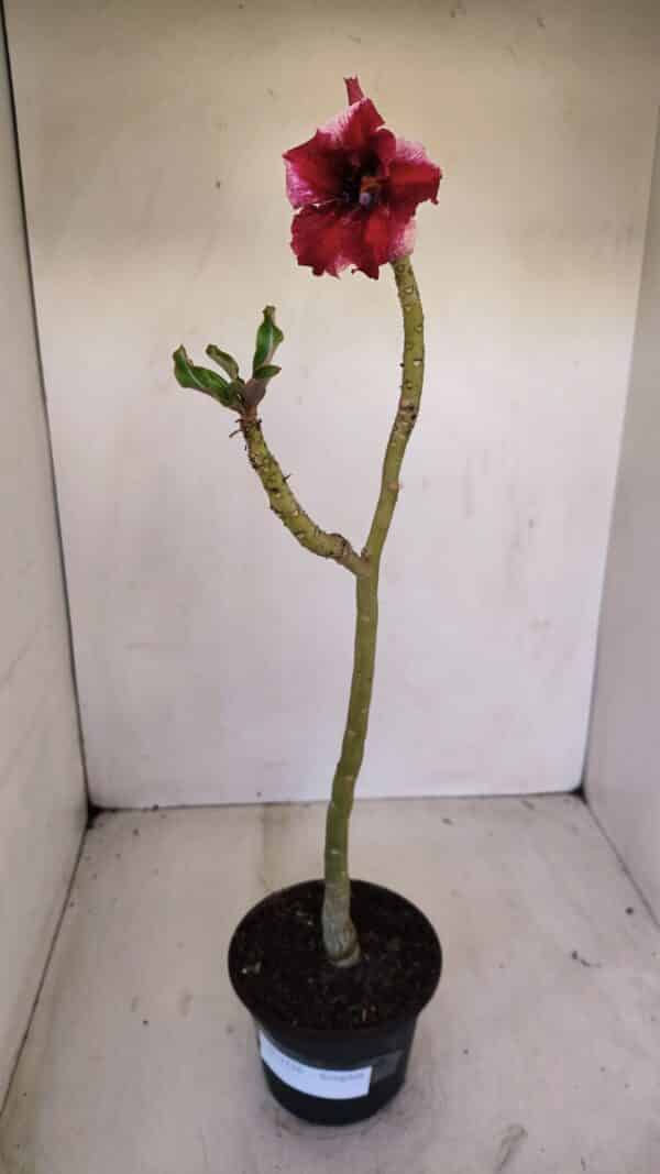 Planta Simples 3126 – 35cm – 02 anos - Imagem 2