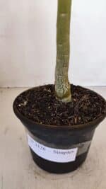 Planta Simples 3126 – 35cm – 02 anos - Imagem 5