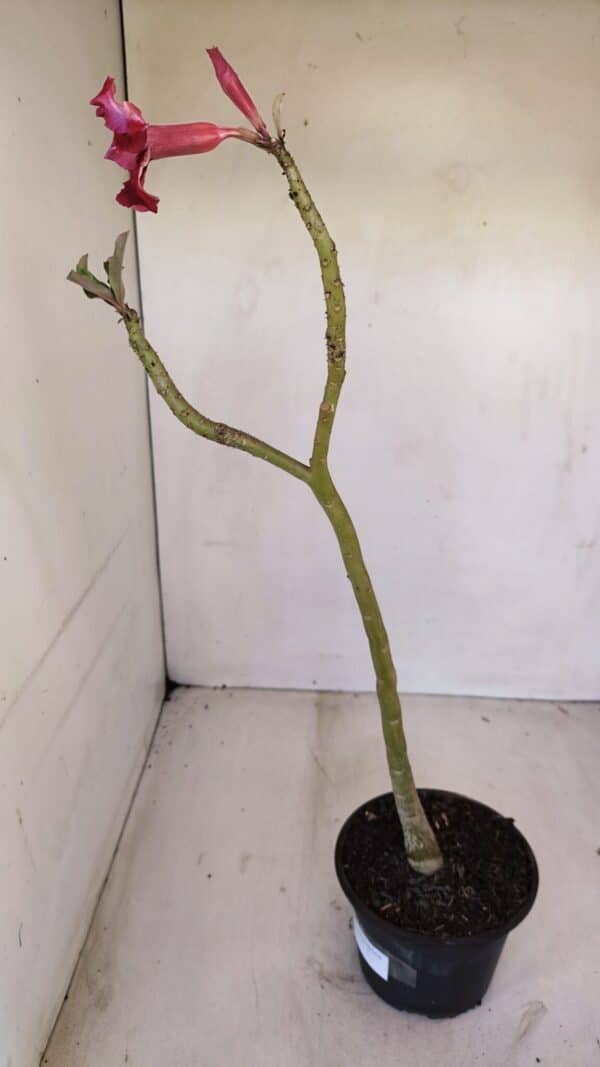 Planta Simples 3126 – 35cm – 02 anos - Imagem 4