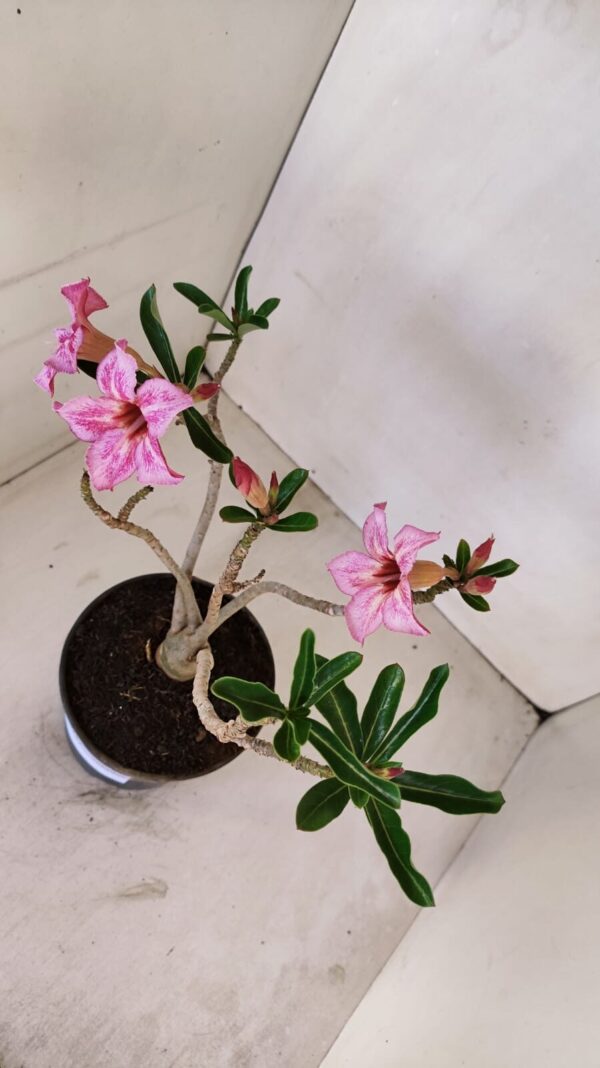 Planta Simples 3127 – 30cm – 03 anos - Imagem 5