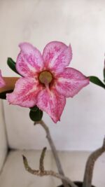 Planta Simples 3127 – 30cm – 03 anos - Imagem 3