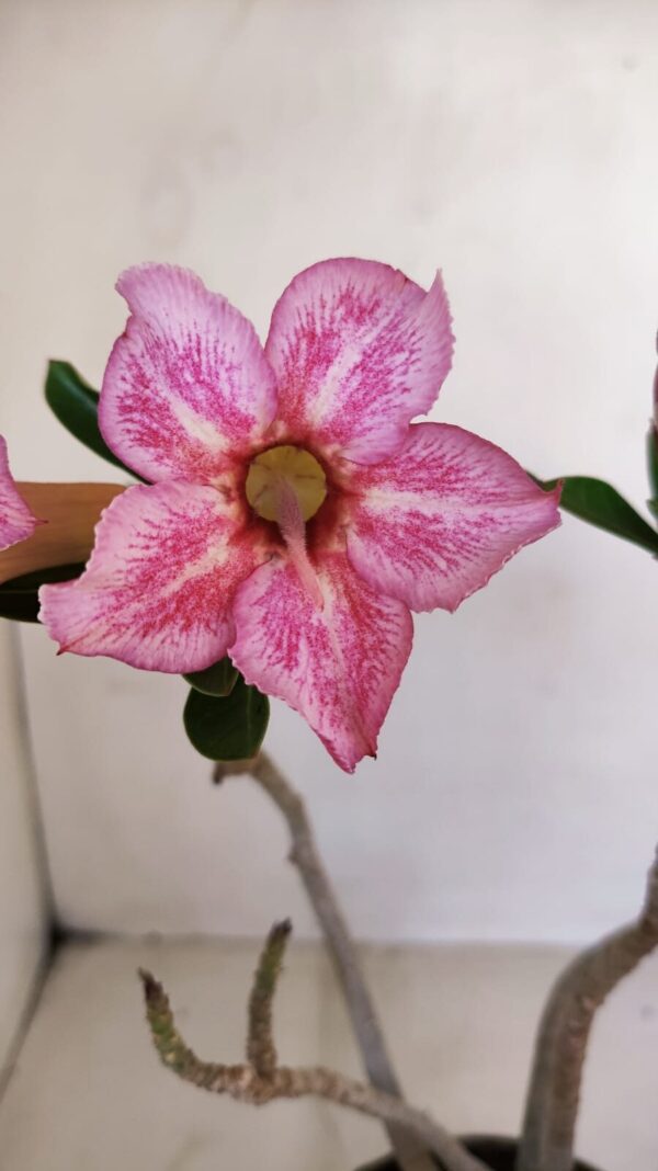 Planta Simples 3127 – 30cm – 03 anos - Imagem 3