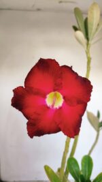 Planta Simples 3128 – 40cm – 03 anos
