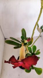 Planta Simples 3128 – 40cm – 03 anos - Imagem 4