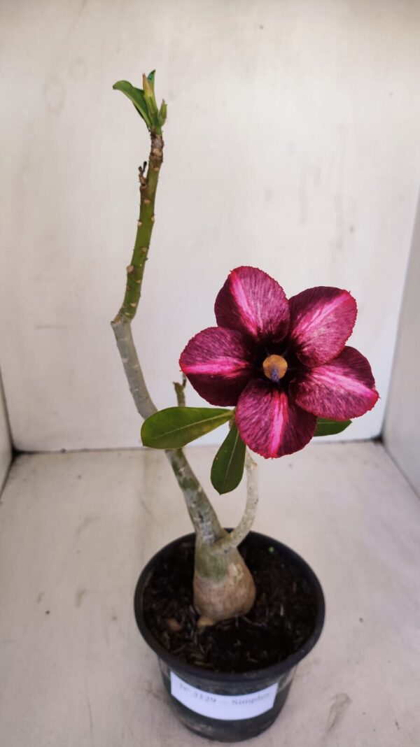 Planta Simples 3129 – 30cm – 03 anos - Imagem 2