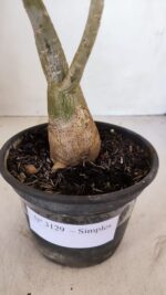 Planta Simples 3129 – 30cm – 03 anos - Imagem 7