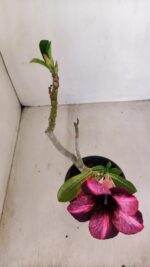 Planta Simples 3129 – 30cm – 03 anos - Imagem 4