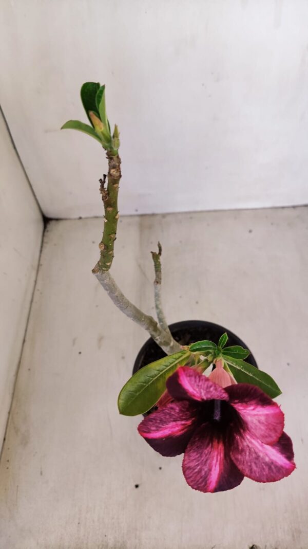 Planta Simples 3129 – 30cm – 03 anos - Imagem 4