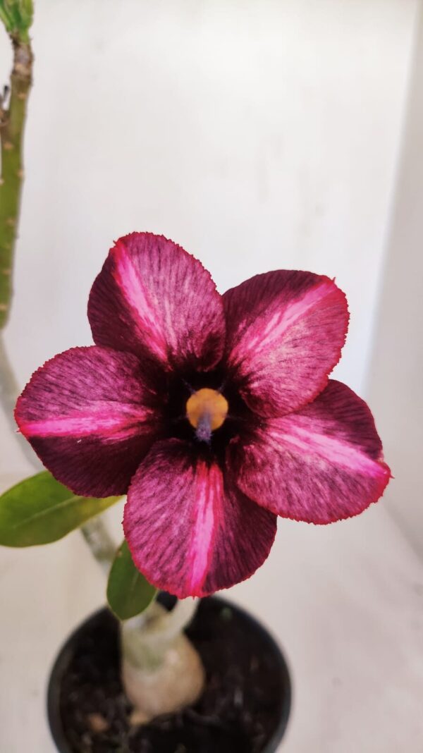 Planta Simples 3129 – 30cm – 03 anos - Imagem 1