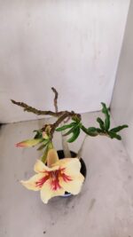 Planta Simples 3130 – 40cm – 03 anos - Imagem 4