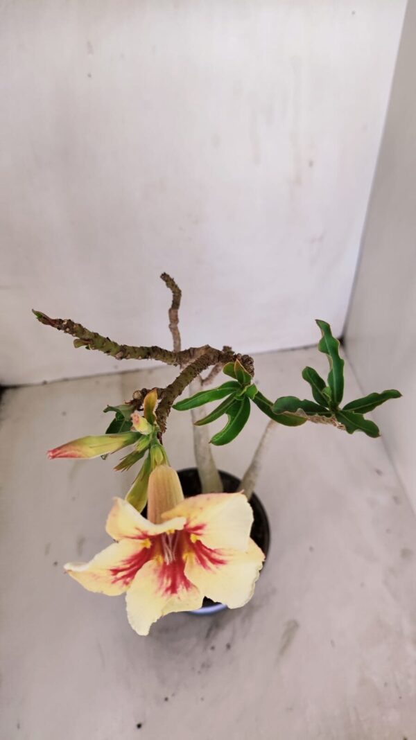 Planta Simples 3130 – 40cm – 03 anos - Imagem 4