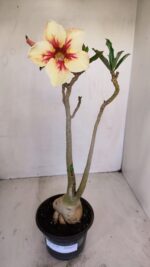 Planta Simples 3130 – 40cm – 03 anos - Imagem 2