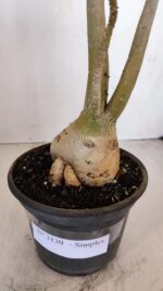 Planta Simples 3130 – 40cm – 03 anos - Imagem 6