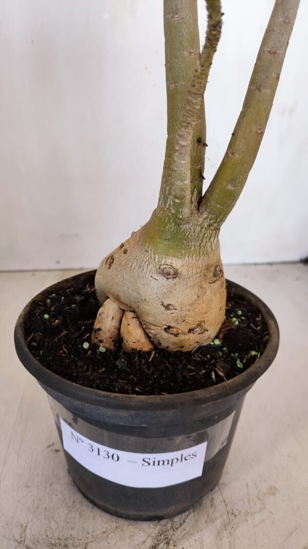 Planta Simples 3130 – 40cm – 03 anos - Imagem 6