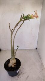 Planta Simples 3130 – 40cm – 03 anos - Imagem 7