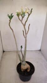 Planta Simples 3130 – 40cm – 03 anos - Imagem 8
