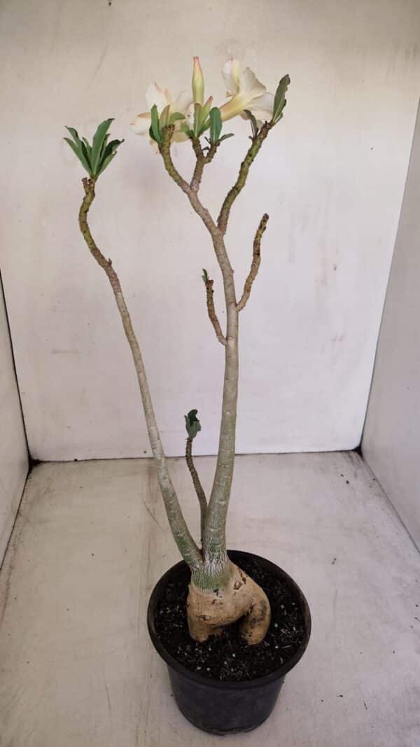 Planta Simples 3130 – 40cm – 03 anos - Imagem 8