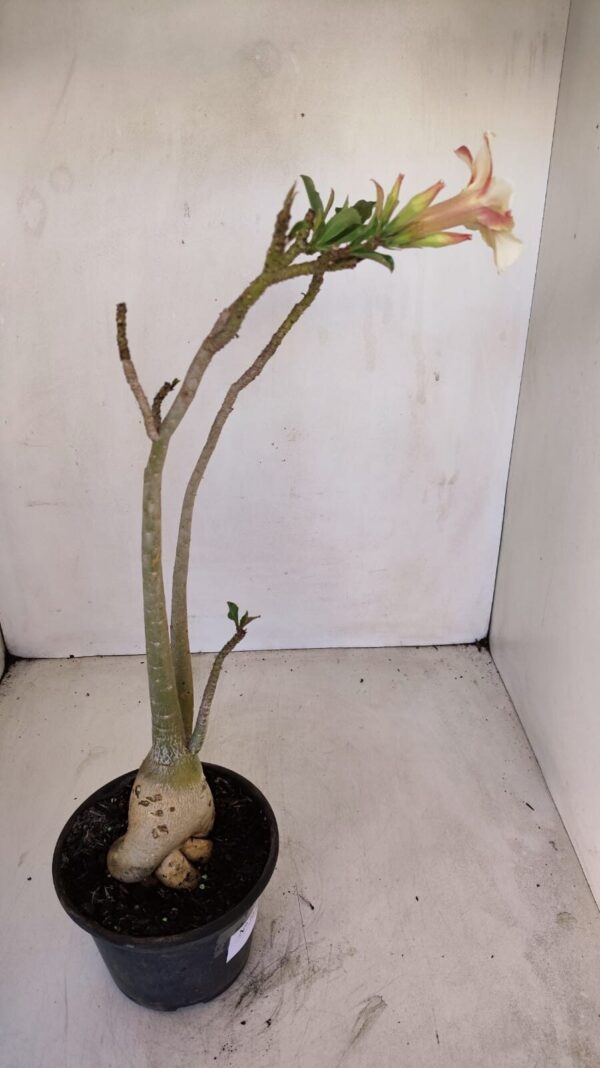 Planta Simples 3130 – 40cm – 03 anos - Imagem 7
