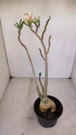 Planta Simples 3130 – 40cm – 03 anos - Imagem 5