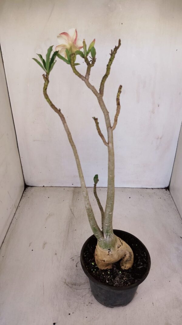 Planta Simples 3130 – 40cm – 03 anos - Imagem 5