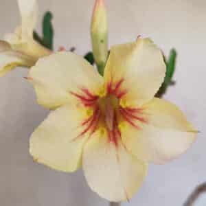 Planta Simples 3130 – 40cm – 03 anos