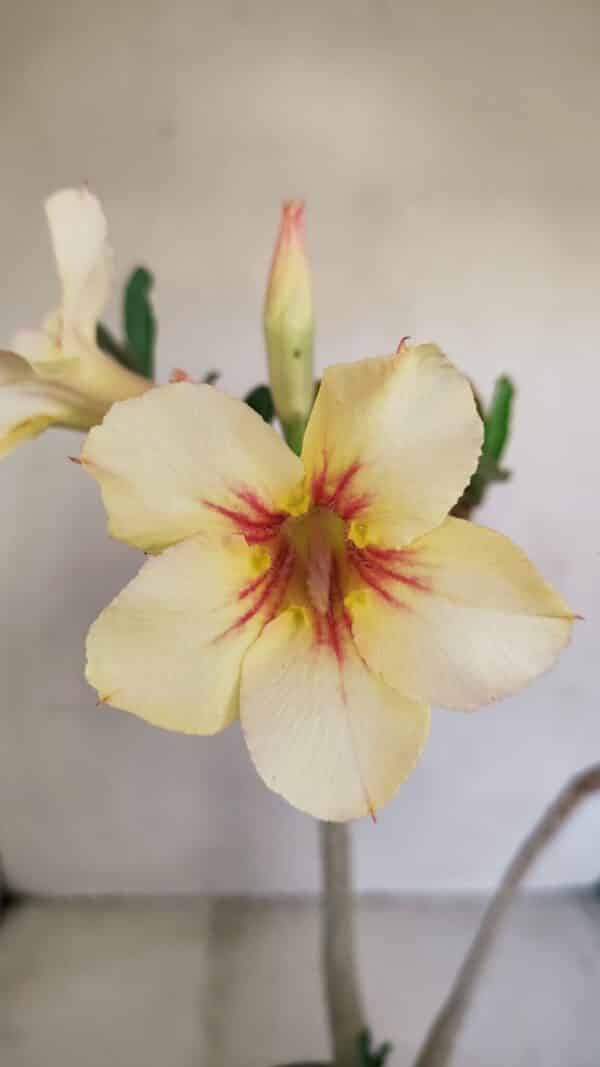 Planta Simples 3130 – 40cm – 03 anos - Imagem 1
