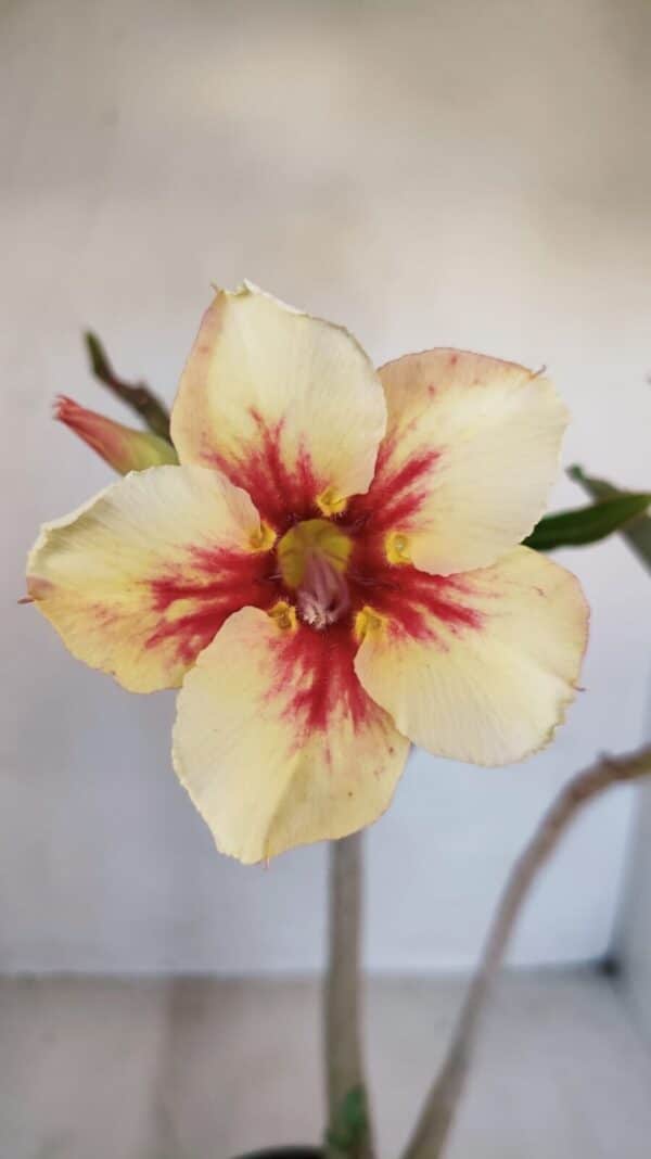 Planta Simples 3130 – 40cm – 03 anos - Imagem 1