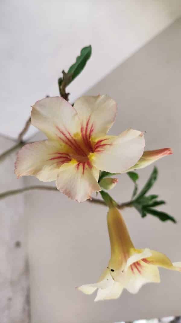 Planta Simples 3130 – 40cm – 03 anos - Imagem 6
