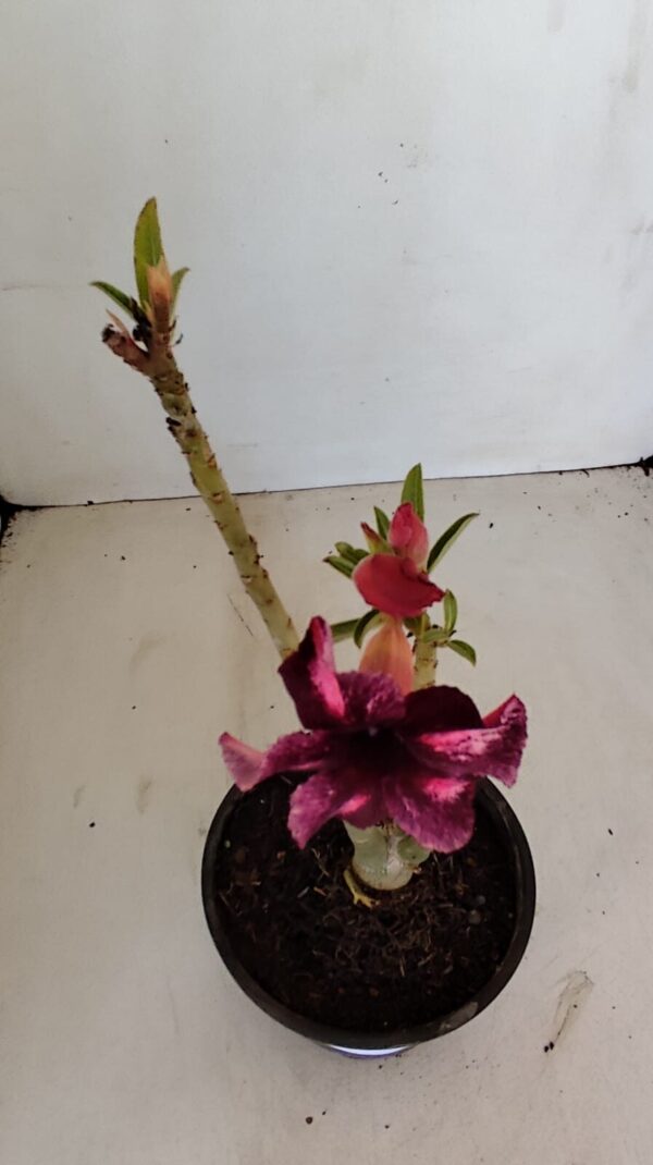 Planta Simples 3131 – 30cm – 02 anos - Imagem 4