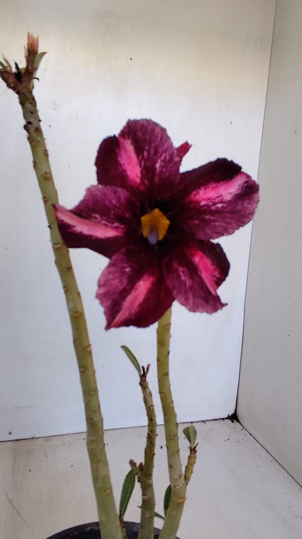 Planta Simples 3131 – 30cm – 02 anos - Imagem 1