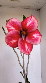 Planta Simples 3132 – 35cm – 03 anos