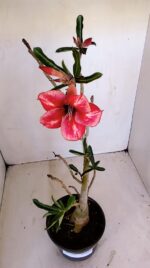 Planta Simples 3132 – 35cm – 03 anos - Imagem 4