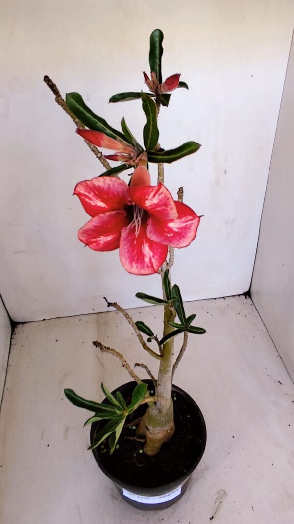 Planta Simples 3132 – 35cm – 03 anos - Imagem 4