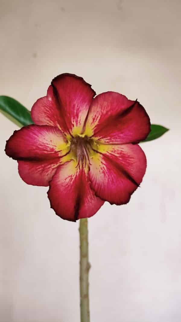 Planta Simples 3132 – 35cm – 03 anos - Imagem 1