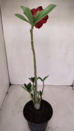 Planta Simples 3132 – 35cm – 03 anos - Imagem 5