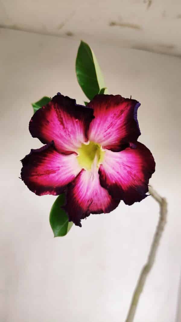 Planta Simples 3133 – 35cm – 03 anos - Imagem 1