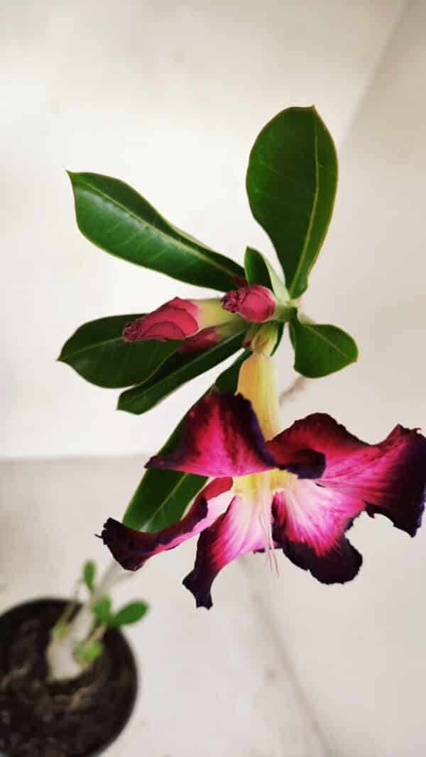 Planta Simples 3133 – 35cm – 03 anos - Imagem 5