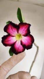 Planta Simples 3133 – 35cm – 03 anos - Imagem 4