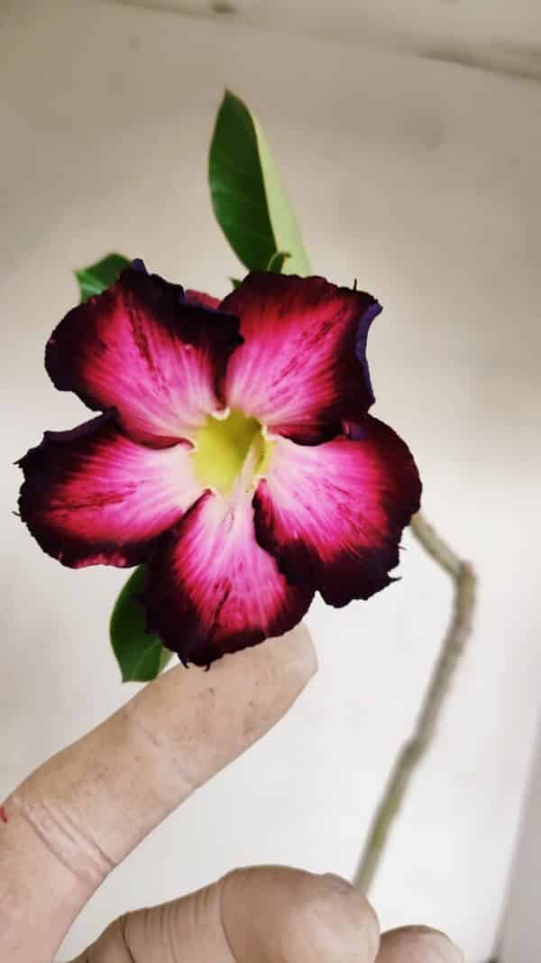 Planta Simples 3133 – 35cm – 03 anos - Imagem 4