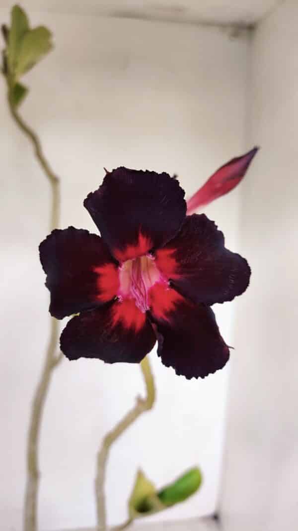 Planta Simples 3135 – 35cm – 03 anos - Imagem 1