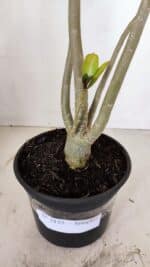 Planta Simples 3135 – 35cm – 03 anos - Imagem 6