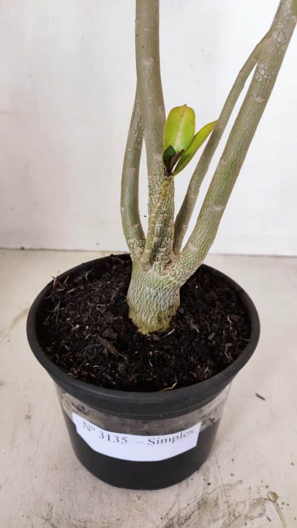 Planta Simples 3135 – 35cm – 03 anos - Imagem 6