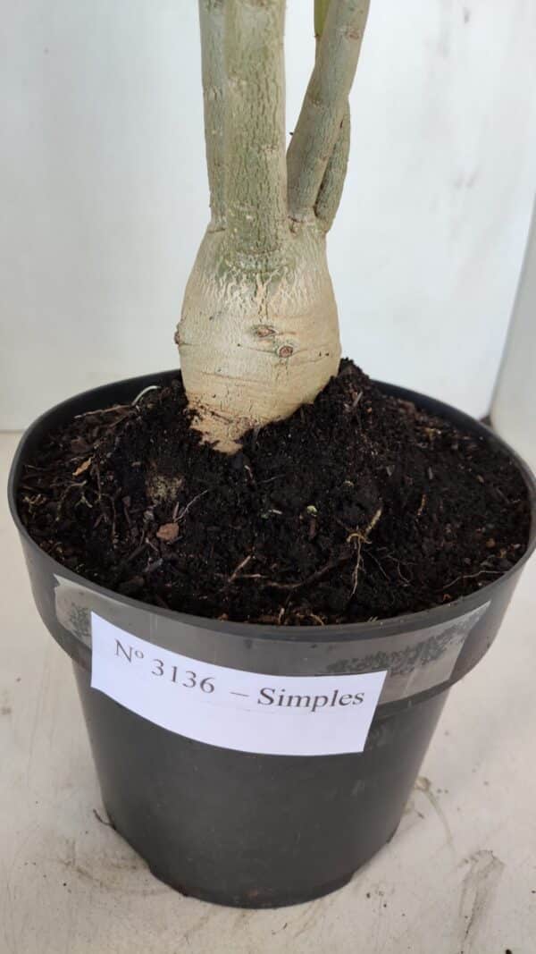 Planta Simples 3136 – 35cm – 03 anos - Imagem 7