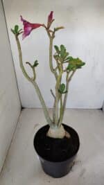 Planta Simples 3136 – 35cm – 03 anos - Imagem 6