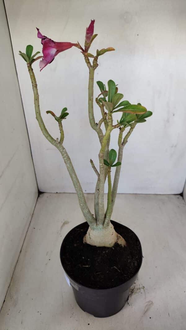 Planta Simples 3136 – 35cm – 03 anos - Imagem 6