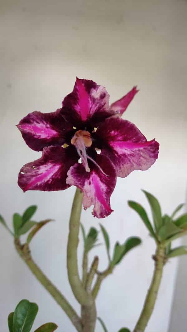 Planta Simples 3136 – 35cm – 03 anos - Imagem 1