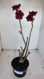 Planta Simples 3137 – 35cm – 03 anos - Imagem 6