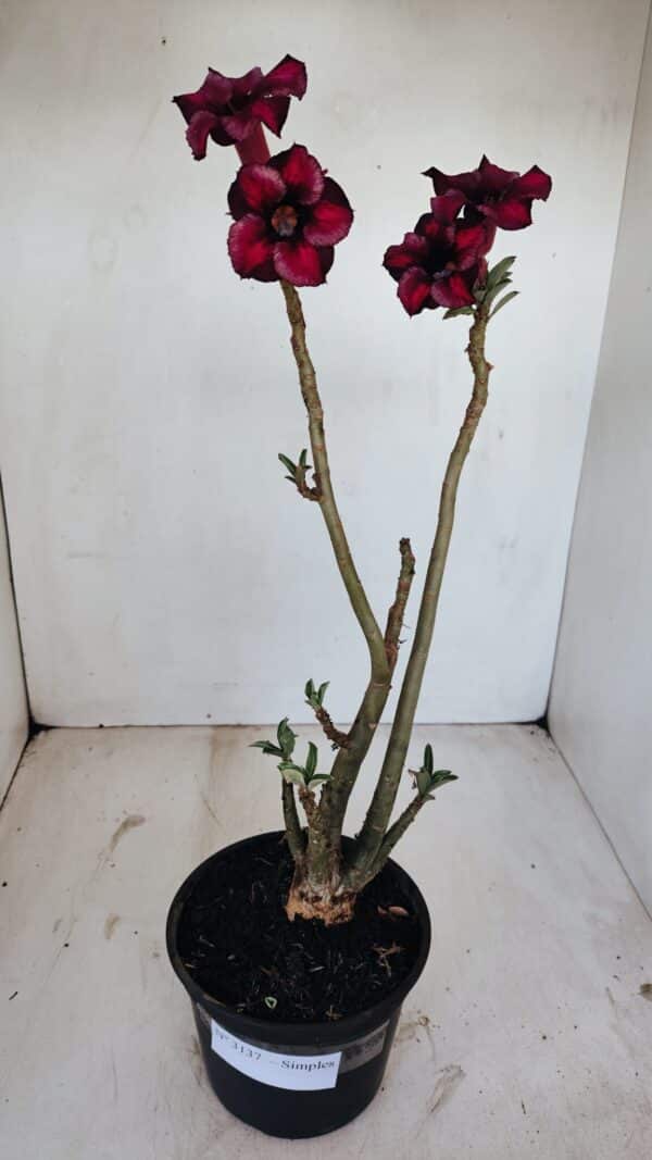 Planta Simples 3137 – 35cm – 03 anos - Imagem 6